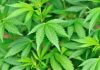 Financial Bombshell: Crockett’s Secret Marijuana Ties Close up of vibrant green cannabis leaves