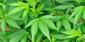 Close up of vibrant green cannabis leaves
