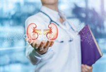 Person holding digital kidney illustration in hand.