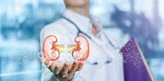 Person holding digital kidney illustration in hand.
