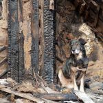 A dog sitting beside a burnt wooden structure in a rural area