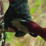 Petition to ban hunting in Oregon gains traction for November ballot