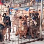 What Really Happened To Hundreds Of Missing Pets? Group of dogs in a shelter behind a wire fence