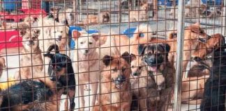 Group of dogs in a shelter behind a wire fence