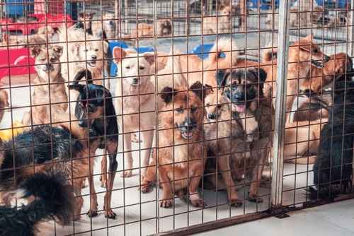 Group of dogs in a shelter behind a wire fence