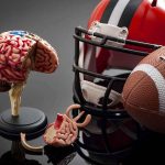 Study: 1 in 4 NFL Players May Develop Brain Disease Brain model beside football helmet and ball